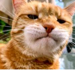 oyen the cat's group