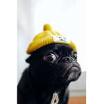 Puggy fan group