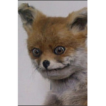 Crazy foxes