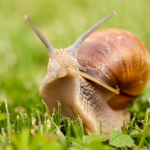 Snail Community Club
