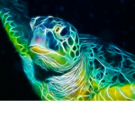 The Turtle Friends