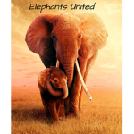 -*~Elephants United~*-