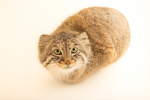 Manul fan club