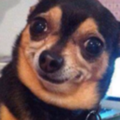 frustrated spaghetti dog Roblox decal