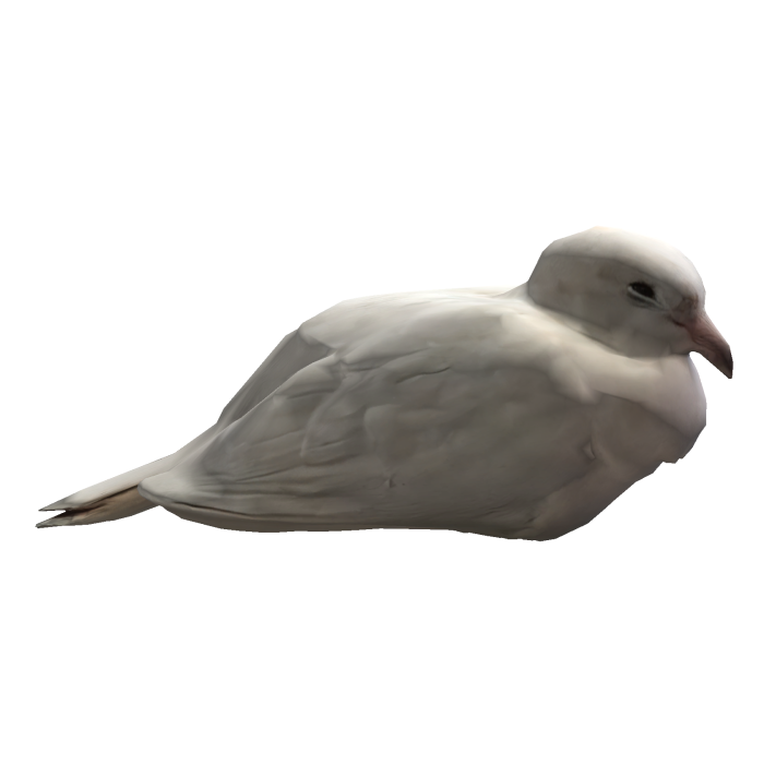 Cutesy chilled out ringneck dove pal