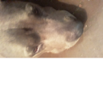 That's my dog