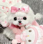 - nova’s doll shop! -