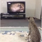 cheetahgamer