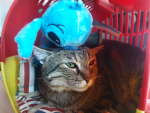 Simba il gatto