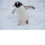 Penguin Oasis