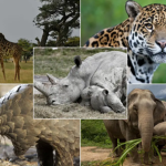 #Save The Endangered