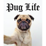 Pug_Life