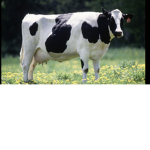 COW OfiCal Group