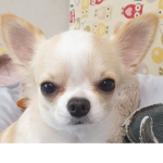 벚꽃시