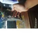 Cat is the best thing