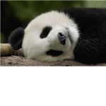 The Panda Organizacion Group