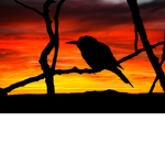 The Beautiful birds