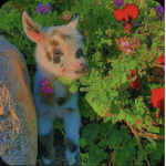 Flower cows