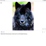 Wolf Gang 2019