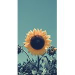 ...aesthetic.BTS.account...