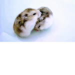 Hamsters forever