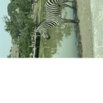Zebra group with grass slash hay