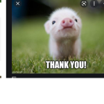 Pig gang s
