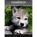 IMMA WOLF