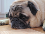 SECRET PUG CLAN!