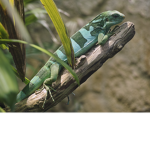 iguanas are the coolest