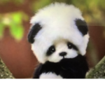PANDA VIBES GOING