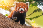 Team Rot Panda