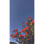 Sunny butterfly’s