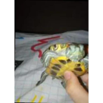 TurtlesIsSmart