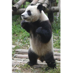 PANDA TEEM