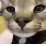 cat svr