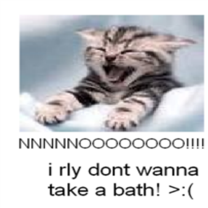 funny cat Roblox decal