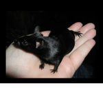 24xkjjx rATs >3<
