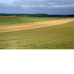 Polish fields