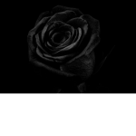 the Lily