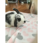 Rabbit Gigi fan group