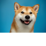 Dog J Fans