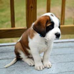 St. Bernard Sits At The Top Of The Driveway