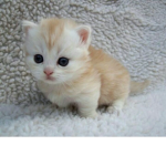 The savage littens