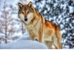 wolfs are friends
