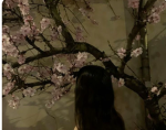 The Ch3rry Blossom tree