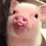 Dingmee