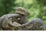 the venomus pythons