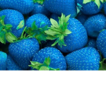Blue Strawberries Squad