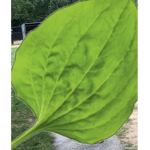 THE ROOTYROOT GROUP!